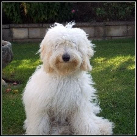 Visit our site 😘 stud services available dm 👇🏻 utahgoldendoodles.co. Tora's Australian Labradoodles, Labradoodle Breeder in ...