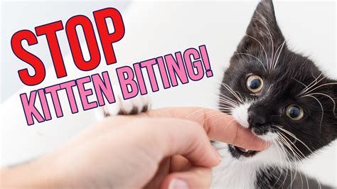 How To Stop Kittens From Biting You Tips Cat Empire