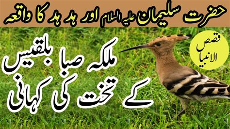 Hazrat Suleman Aur Hud Hud Ka Qissa History Of Islam Qisas Al