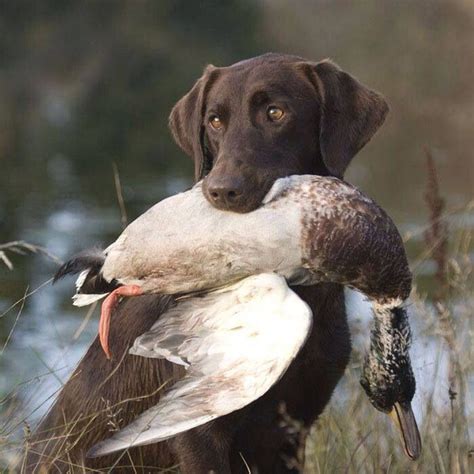 Duck Hunting Active Dogs Breeds Dog Activities Dog Breeds