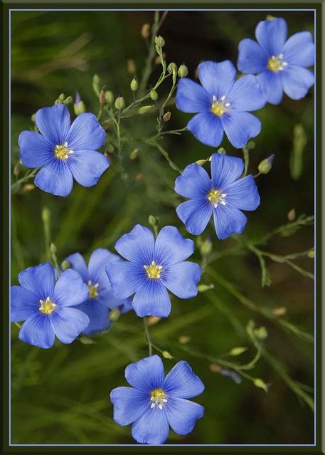 Wild Blue Flax Funpics 47 Flickr