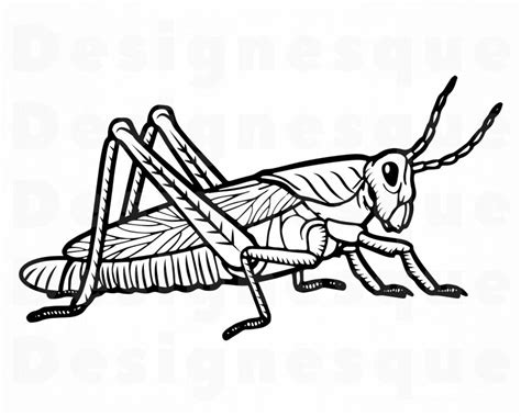 Grasshopper Svg Grasshopper Clipart Grasshopper Files For Etsy