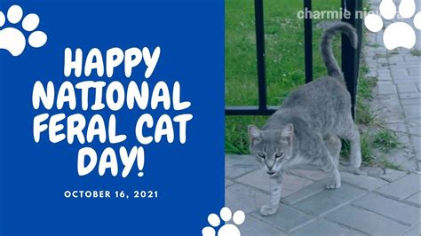 Happy National Feral Cat Day October 16 2021 Youtube