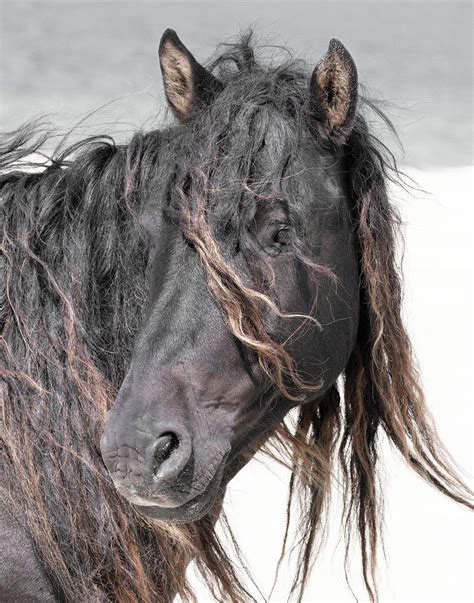 Pin By Kim Bell Beltjens On Animaux Horses Beautiful Horses Island