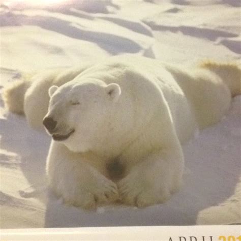 Adorable Sunbathing Polar Bear 😊 Polar Bear Cute Animals Animals