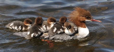 Common Merganser Sea Duck Joint Venture