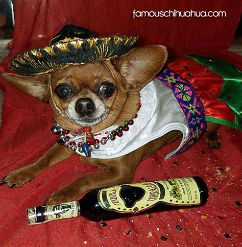 Chihuahuas In Mexican Sombreros Celebrate Cinco De Mayo Viva México