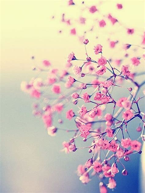 Cute Girly Wallpapers Pink And Floral Pictures Hd Apprecs