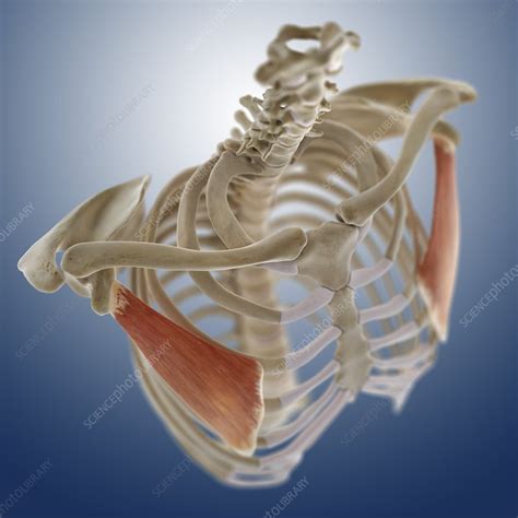 Chest Muscle Artwork Stock Image C0134562 Science Photo Library