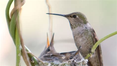 How To Attract Hummingbirds To Your Garden Better Homes And Gardens
