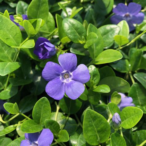 Vinca Minor Bowles Blue Periwinkle 35 Pot Little Prince To Go