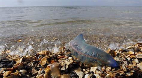 Devastating Images Of Animals Affected By Marine Pollution Maritime
