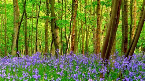 Purple Flowers In The Forest Hd Wallpaper Background Image