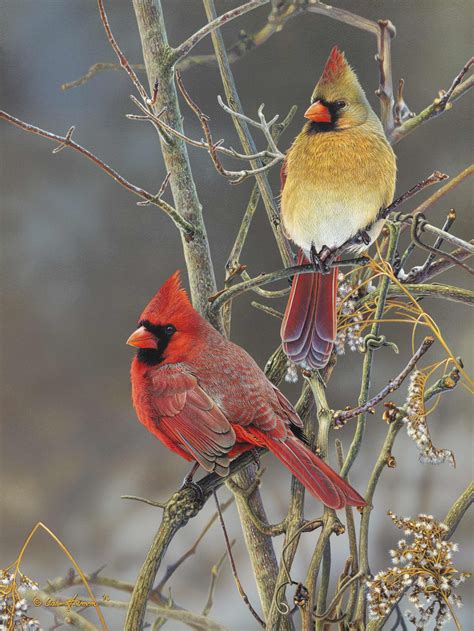 Cardinal Pair Adam Grimm Wild Animals Photography Wild Animals