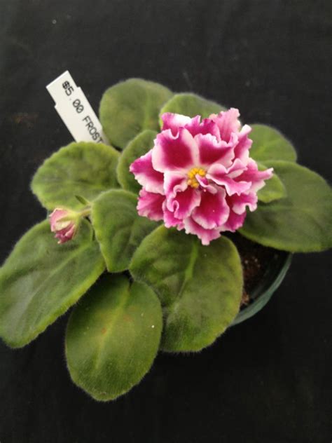 Avoid this beginner's headache by: African Violet Plant- Frosty Cherry (actual plant pictured ...