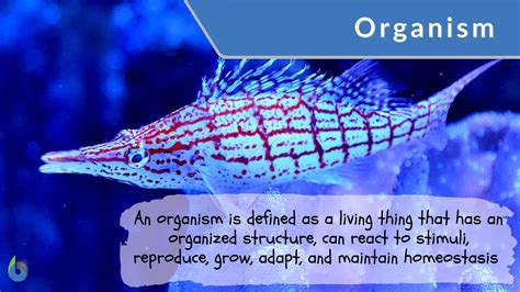 Organism Definition And Examples Biology Online Dictionary
