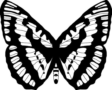 Free Butterfly Black And White Png Images With Transparent Backgrounds