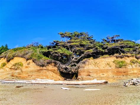 Hanging Tree Cave At Kalaloch Olympic National Park 6 2 Travel Dads