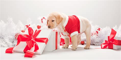 Maybe you would like to learn more about one of these? Pet Gift Ideas: What To Buy Your Dogs And Cats For Christmas