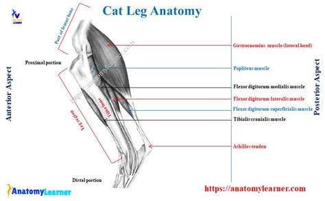 Cat Leg Anatomy With Diagram Bones Muscles And Nerves