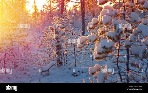 Winter Snowy Forest At Sunset Beautiful Christmas Landscapeshallow