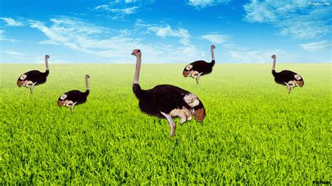 Ostrich Wallpapers 114687 2020