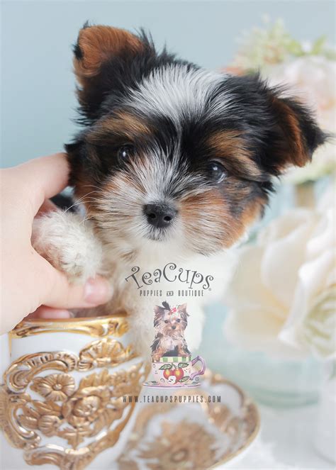If you're looking for a new furry companion, wendys yorkies breeds yorkie puppies in the tx and florida areas, and ships nationwide. The Most Adorable Yorkies You Have Ever Seen! | Teacups ...