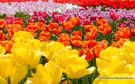 48 Free Screensavers Wallpaper Flowers