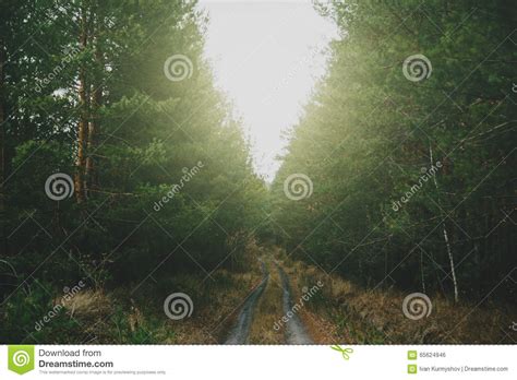 Ground Forest Road Between High Green Pines Trees Stock Photo Image