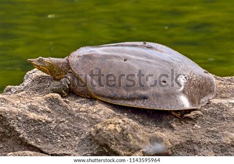 Spiny Softshell Turtle Apalone Spinifera Sunbathing Stock Photo Edit