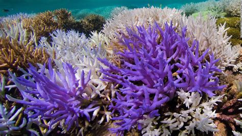 Glowing Coral Reefs Are Striving To Recover From Bleaching Study Says
