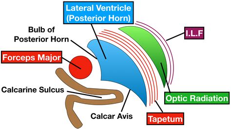 Ventricles Of The Brain Labeled Anatomy Function Csf Flow