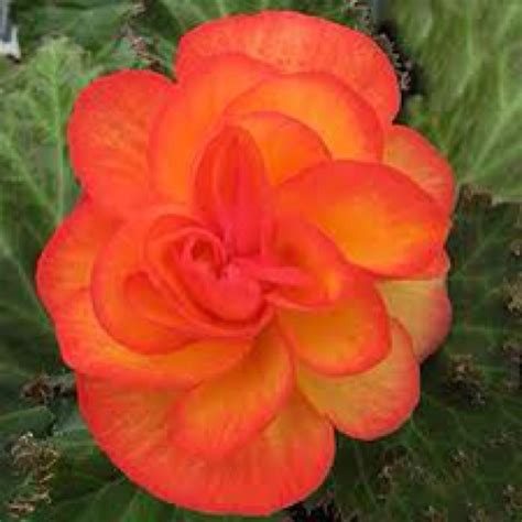 Fire Begonia Begonia Shade Annuals Flowers Nature