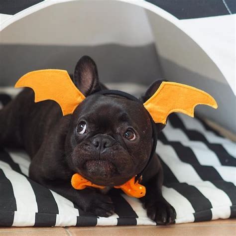 Alibaba.com offers 2,248 french bulldog puppies products. Why Are People So Mad When I Dress Up My Dog For Halloween ...