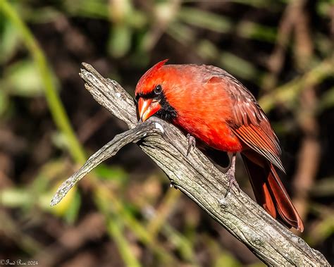 Posing Northern Cardinal Cardinalis Cardinalis Peace Val Flickr