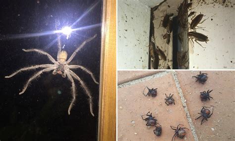 Australia S Scorching Hot Summer Will Bring Out More Insects And Spiders