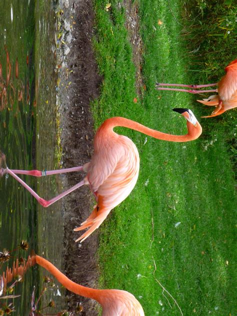 Flamingo Dancers By Radicaun On Deviantart