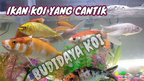 ikan mas di erek erek