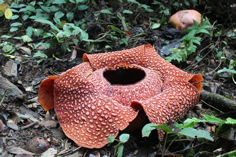 Tribun batam menyajikan berita dan video terkini batam, kepulauan riau Gambar Bunga Raflesia Arnoldi | Pickini