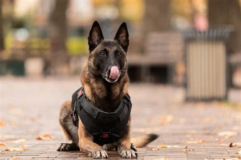 Premium Photo Dog Armor Dog In A Bulletproof Vest Belgian Shepherd