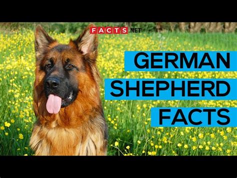 40 German Shepherd Facts You Never Knew About