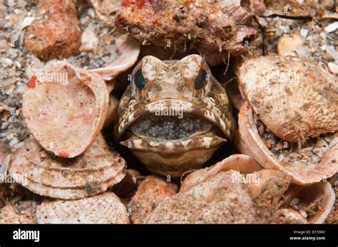 Male Banded Jawfish Opistognathus Macrognathus Incubating And