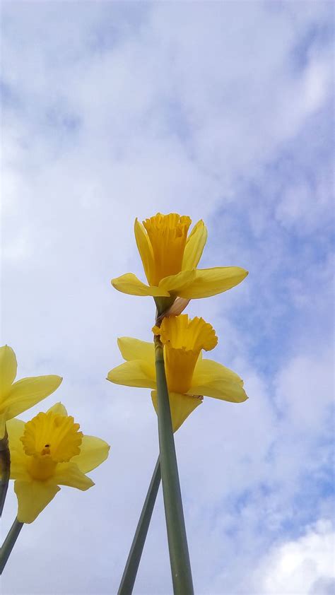 Hd Wallpaper Daffodils Yellow Flowers Nature Plants Winter