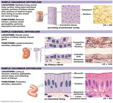 Art Labeling Activity Summary Of Epithelial Tissues Rito Id