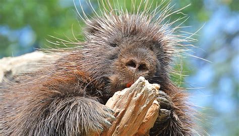 North American Porcupine San Diego Zoo Wildlife Explorers