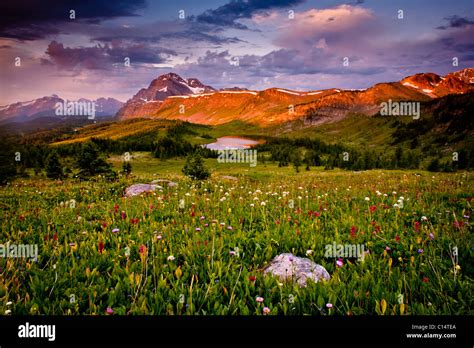 Field Of Wild Flowers And Mountain Valley Banff National Park Canada