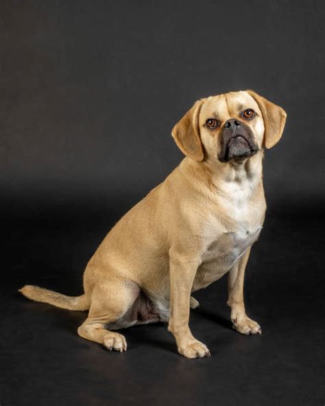 Puggle Stock Photos Pictures And Royalty Free Images Istock