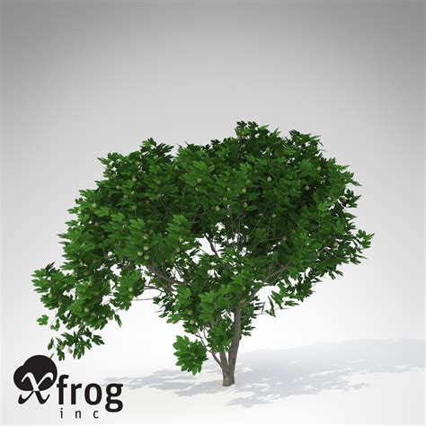 Xfrogplants Fig Tree 3d Model Cgtrader