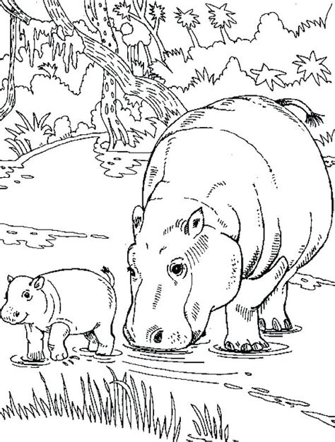 Baby Hippo Coloring Pages at GetColorings.com | Free printable colorings pages to print and color