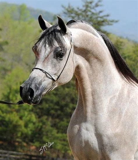 Handsome Arabian Horse Bay Going Gray Or Silvery Buckskin In 2020